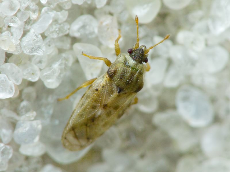 Piesma maculatum (Laporte, 1833)